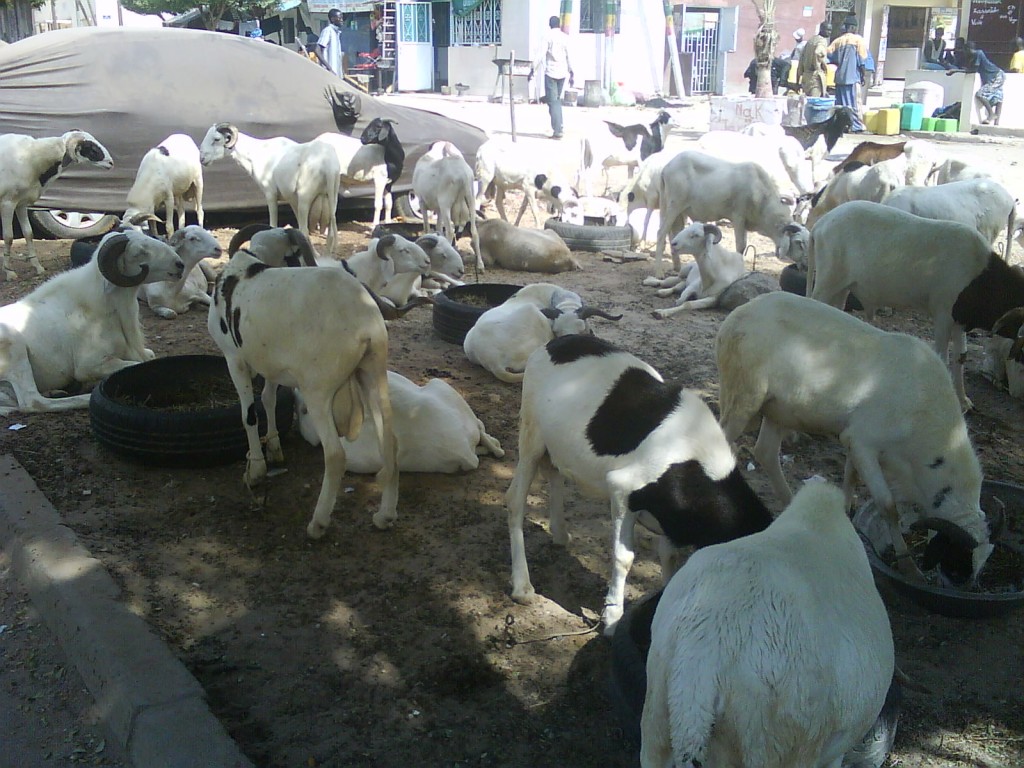Article : le mouton, cet animal si prisé du moment
