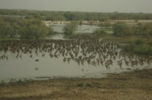 Article : Le parc national de Djoudj, nichoir des oiseaux.