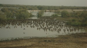 Article : Le parc national de Djoudj, nichoir des oiseaux.